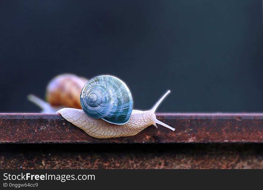 Snails And Slugs, Snail, Molluscs, Close Up