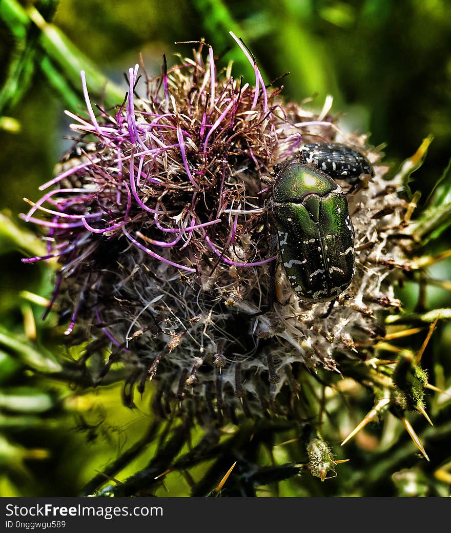 Cynara, Plant, Thistle, Flora