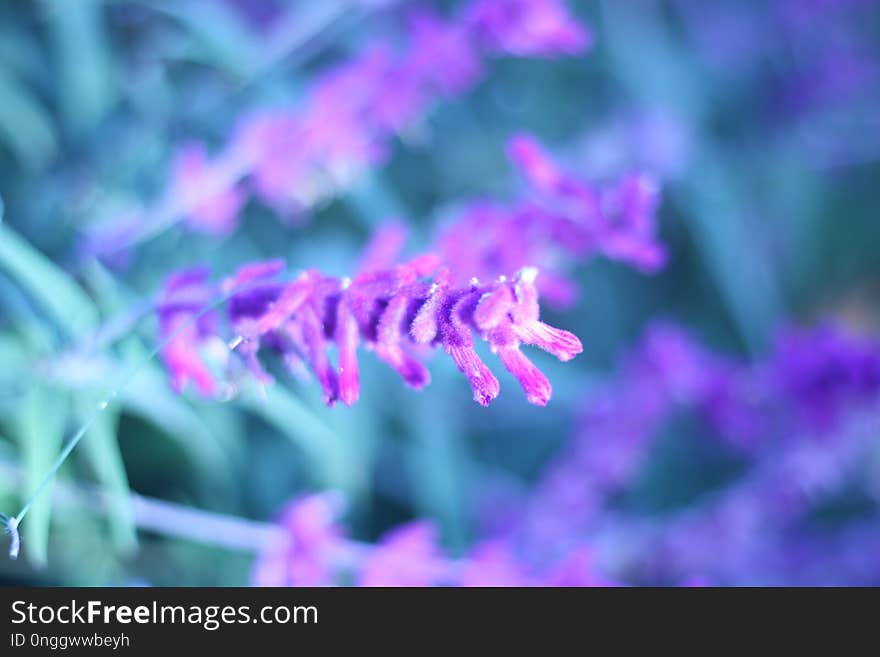 Purple, Violet, Close Up, Flower