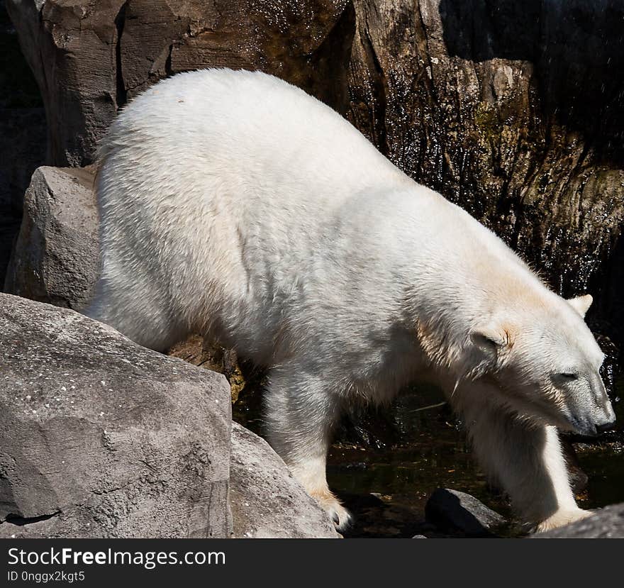 Polar Bear, Fauna, Bear, Wildlife