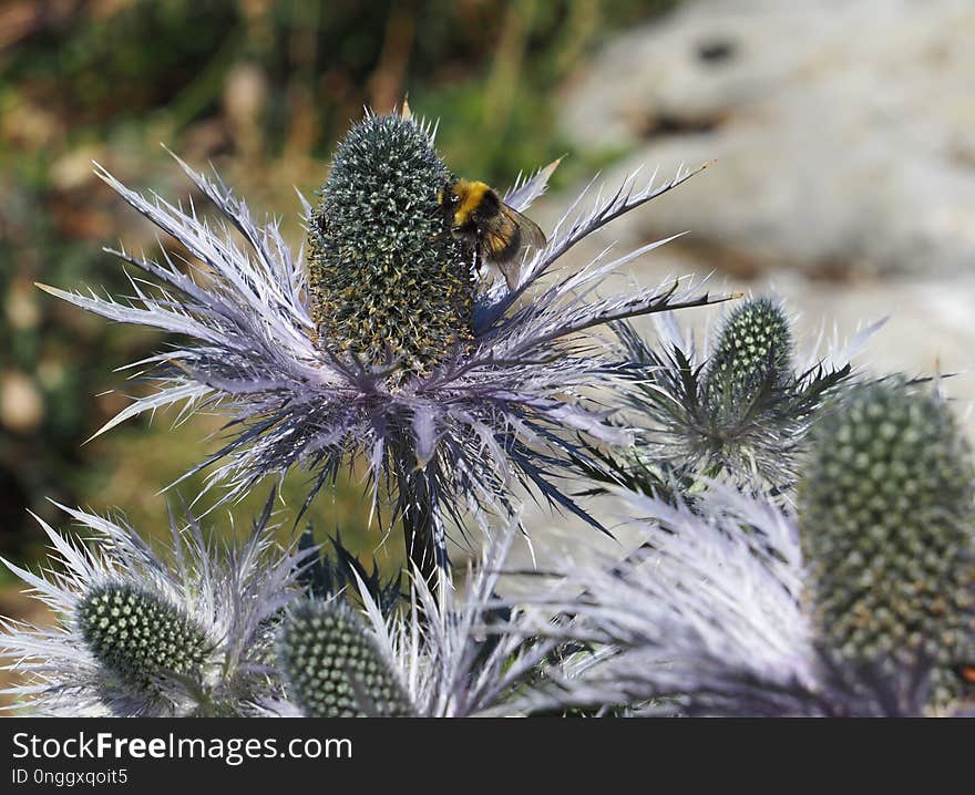 Plant, Flora, Flower, Vegetation