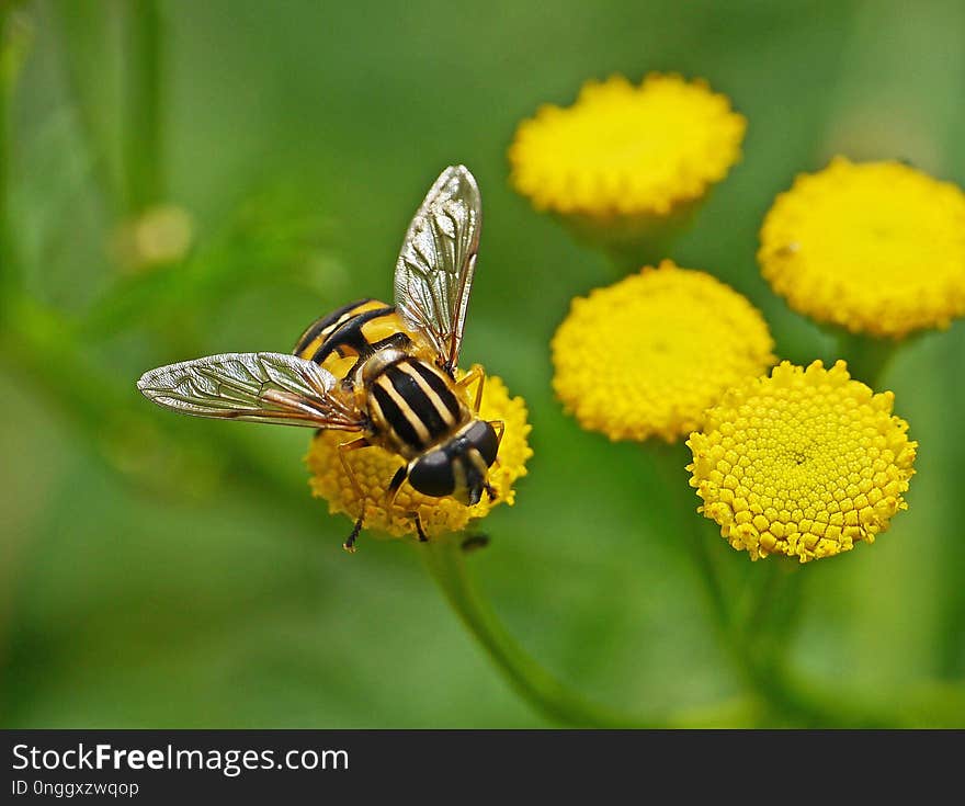 Insect, Nectar, Macro Photography, Flower