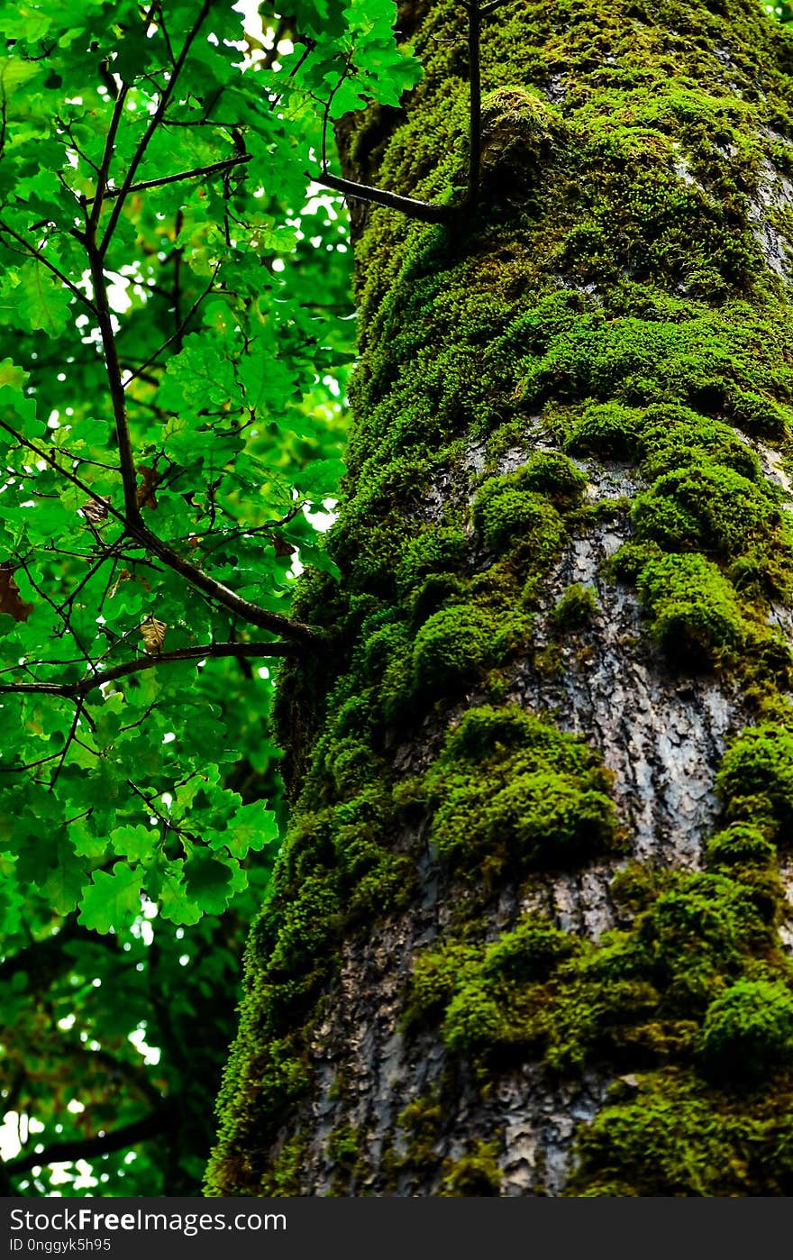 Tree, Vegetation, Green, Nature