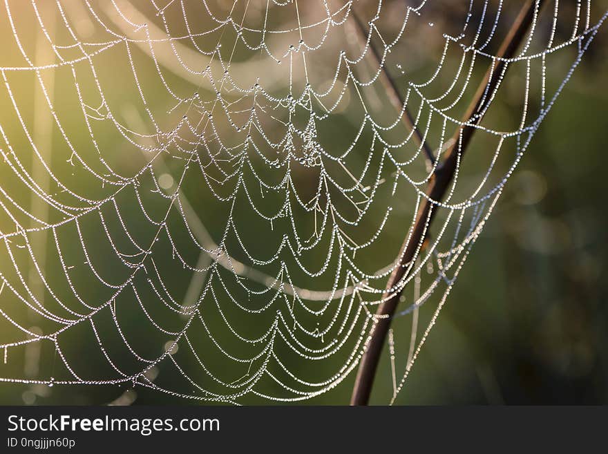 A fragment of spiderweb at dawn, which is covered with dew drops