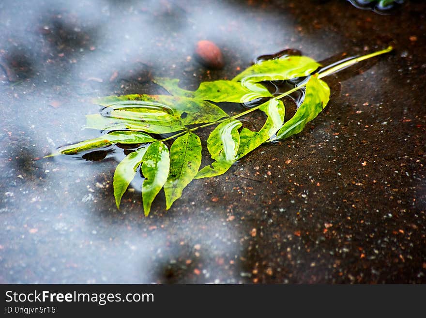 Background with a branch of a plant in a puddle on the pavement and a reflection of the blue sky