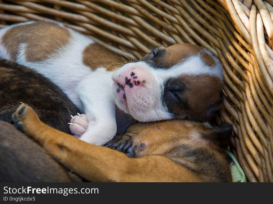 Sleeping puppies in a basket