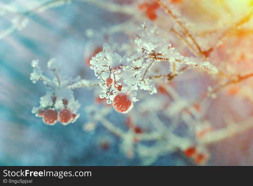 Red berries of viburnum with hoarfrost on the branches . closeup