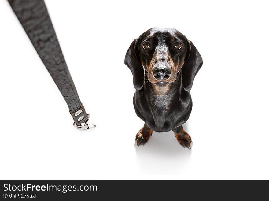 Dachshund or sausage dog waiting for owner to play and go for a walk with leash, isolated on white background. Dachshund or sausage dog waiting for owner to play and go for a walk with leash, isolated on white background