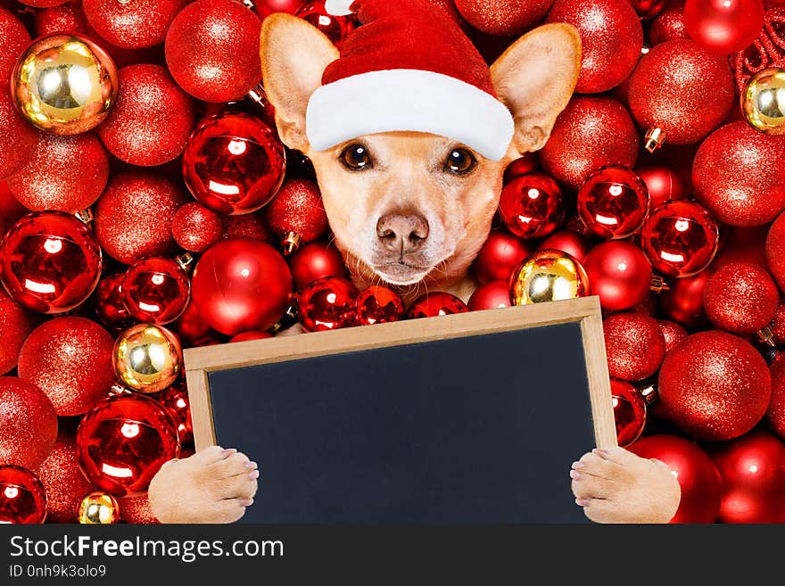 Chihuahua podenco dog with santa claus hat for christmas holidays resting on a xmas balls background with banner placard. Chihuahua podenco dog with santa claus hat for christmas holidays resting on a xmas balls background with banner placard