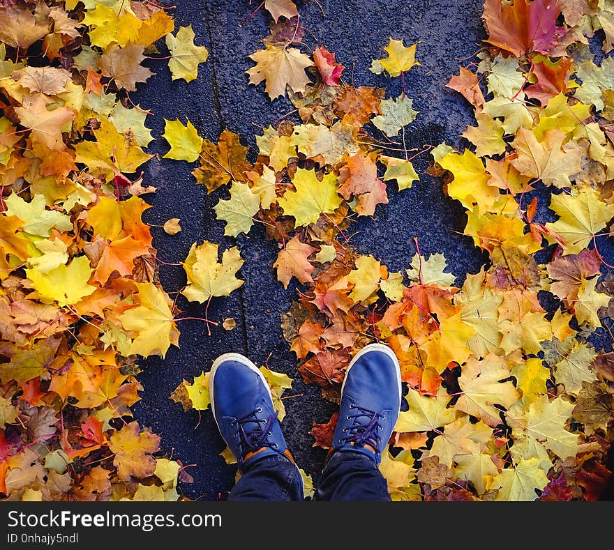 Feet staying on maple autumn leaves