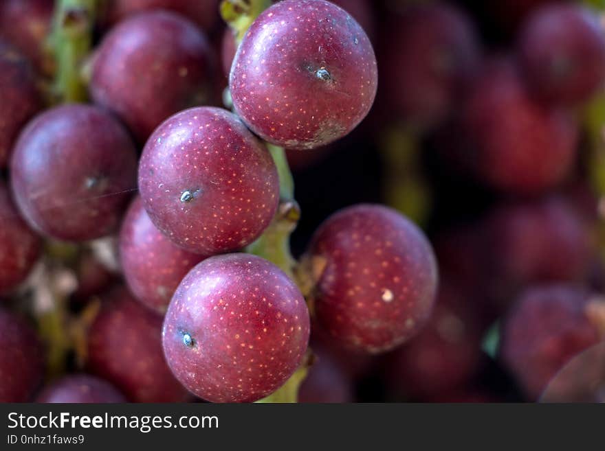 Image of a bunch of purple palm fruits on tree in the sunlight. Image of a bunch of purple palm fruits on tree in the sunlight.