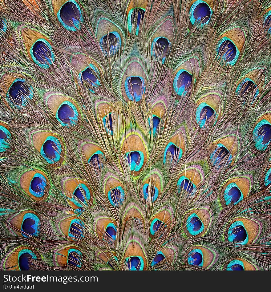 Peacock feather pattern texture background