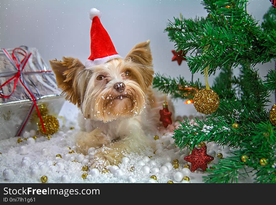 Little puppy celebrates new year