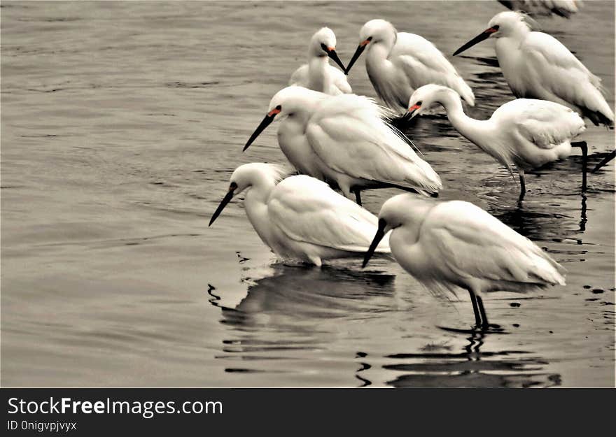 The Egrets were bunched together one early morning. The egrets were feeding on a school of bait fish that were swimming in the shallow pond. The Egrets were bunched together one early morning. The egrets were feeding on a school of bait fish that were swimming in the shallow pond