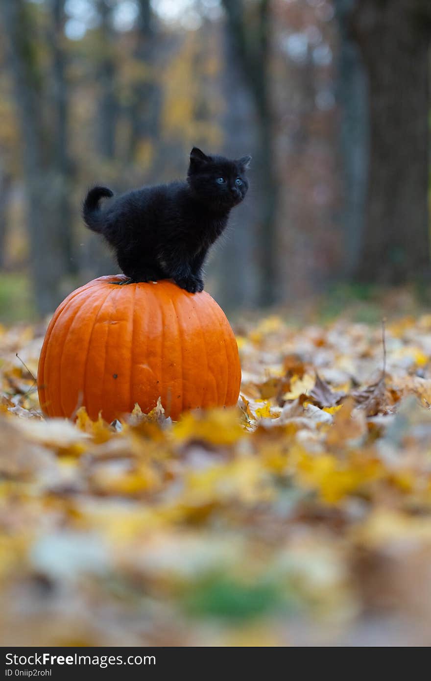 Black Kitten Sitting On Pumplin In Forest