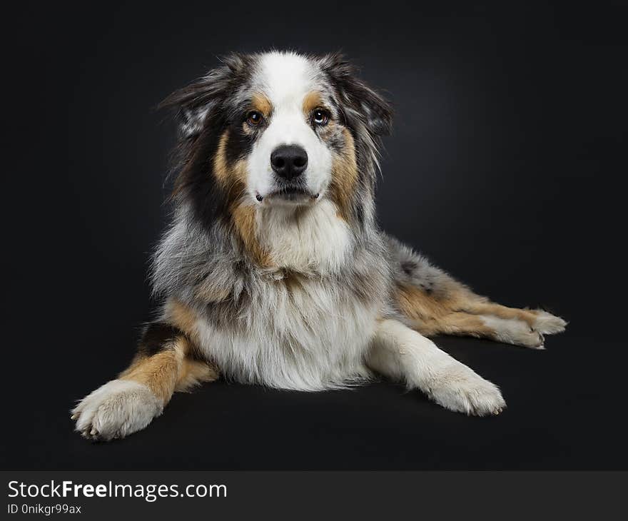 Beautiful adult Australian Shephard dog laying down front view, looking straight at camera with brown with blue spotted eyes. Mouth closed. Isolated on black background. Beautiful adult Australian Shephard dog laying down front view, looking straight at camera with brown with blue spotted eyes. Mouth closed. Isolated on black background.