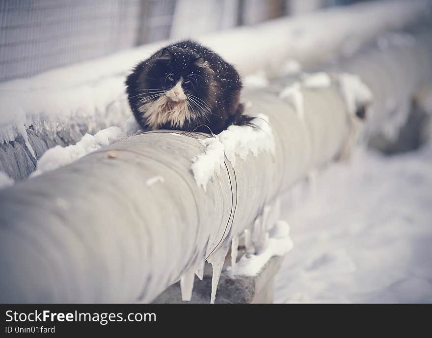 Frozen homeless cat basking in the winter on the pipes