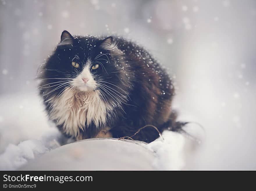 Frozen dirty homeless black furry cat in winter