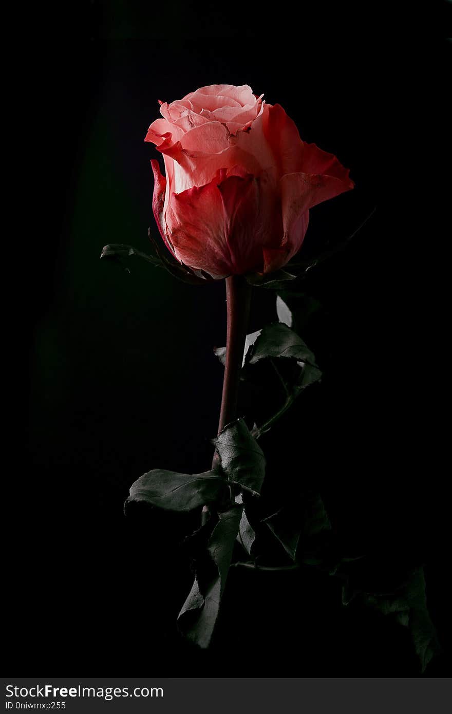 Red rose flower and petals. Photographed on black background. Red rose flower and petals. Photographed on black background