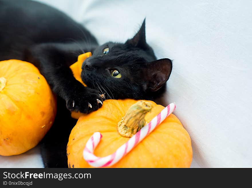 Halloween cat with an orange bow tie