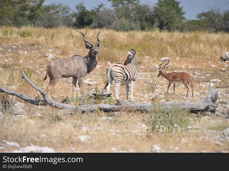 Wildlife, Ecosystem, Fauna, Antelope