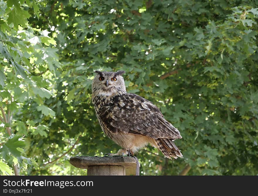 Owl, Bird, Fauna, Bird Of Prey