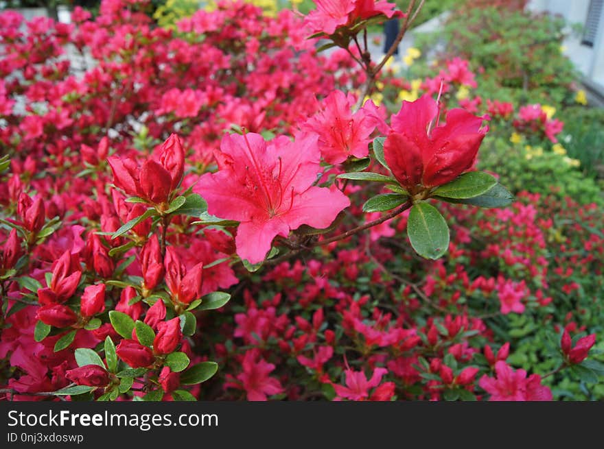 Flower, Plant, Pink, Flowering Plant