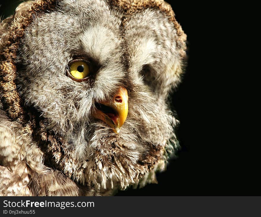 Owl, Bird Of Prey, Beak, Great Grey Owl