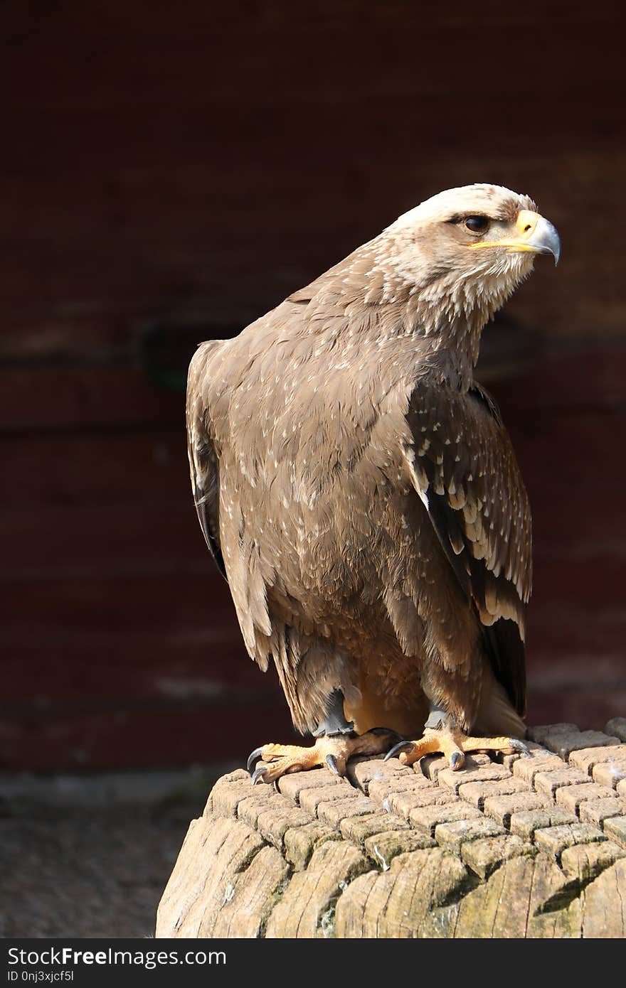 Fauna, Beak, Bird, Hawk