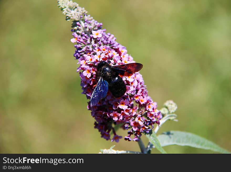 Insect, Nectar, Pollinator, Bee