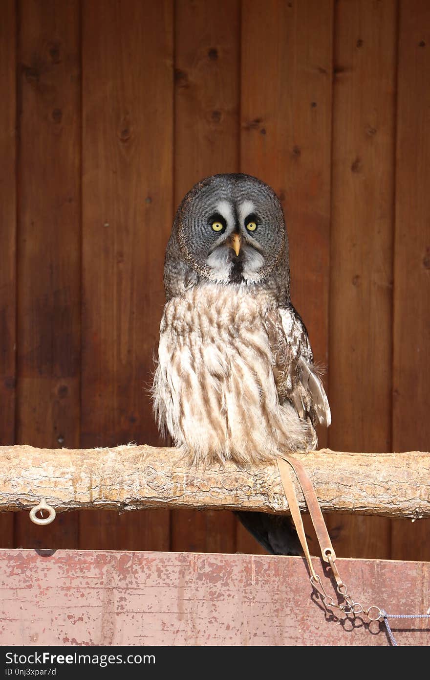 Owl, Great Grey Owl, Bird, Bird Of Prey