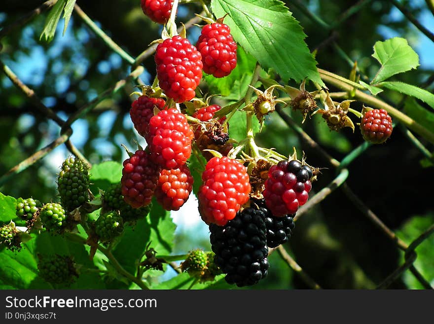 Berry, Mulberry, Fruit, Raspberries Blackberries And Dewberries