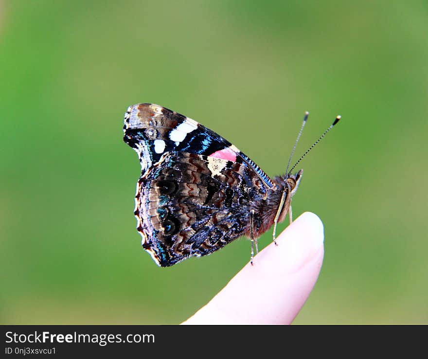 Insect, Butterfly, Moths And Butterflies, Brush Footed Butterfly