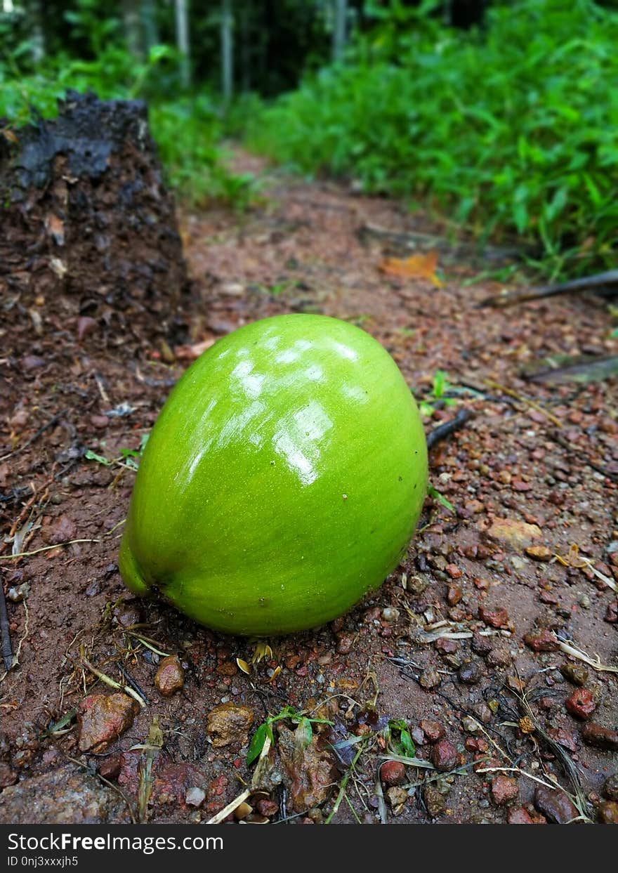 Green, Plant, Cucumber Gourd And Melon Family, Produce