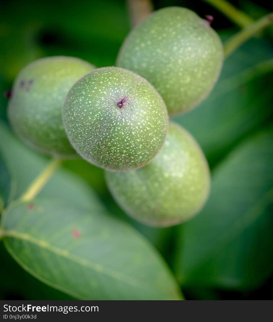 Fruit, Close Up, Macro Photography, Fruit Tree