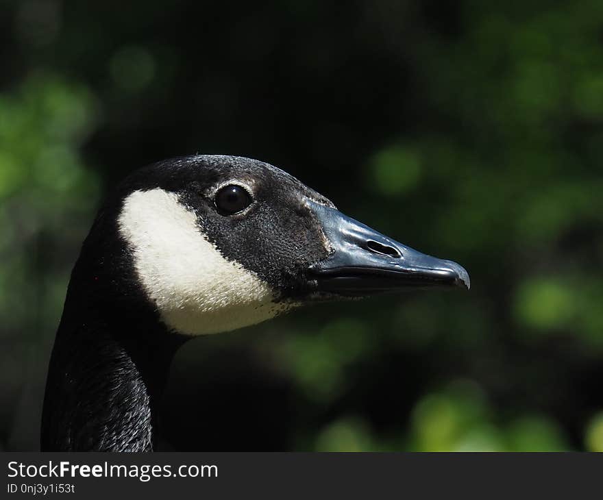 Beak, Bird, Fauna, Water Bird