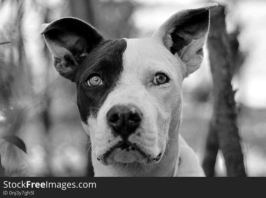 Dog, Black, Dog Breed, Black And White