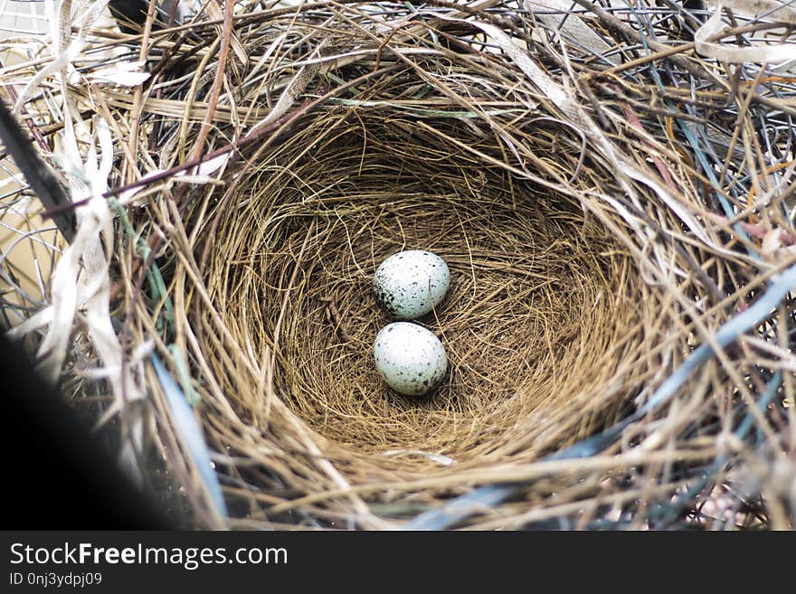 Nest, Bird Nest, Egg, Beak