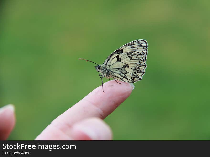 Butterfly, Insect, Moths And Butterflies, Lycaenid