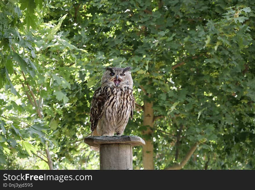 Bird, Owl, Ecosystem, Fauna