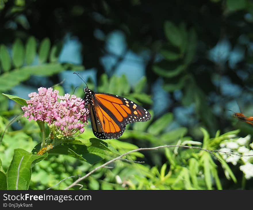 Butterfly, Moths And Butterflies, Monarch Butterfly, Insect