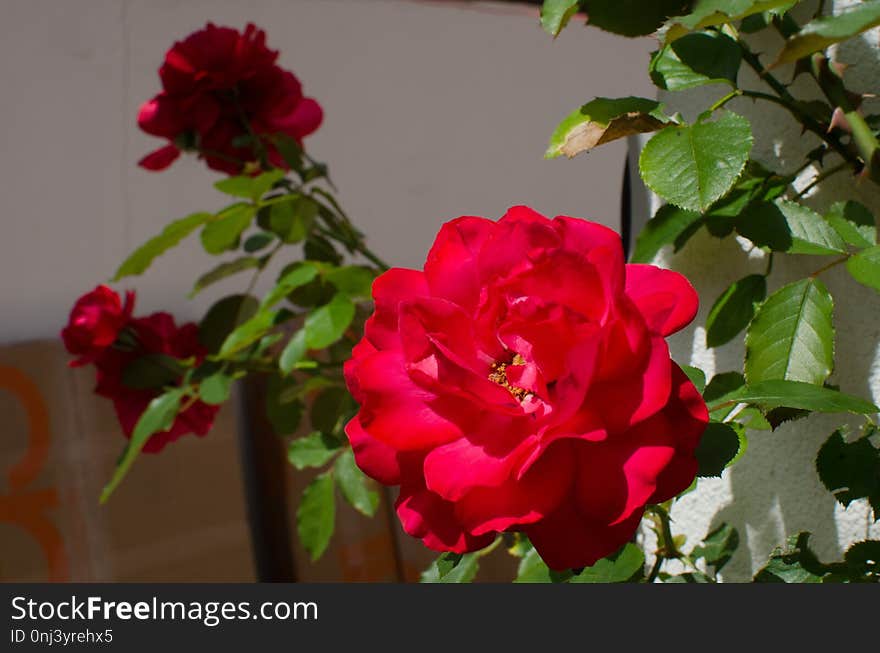 Flower, Rose, Rose Family, Flowering Plant