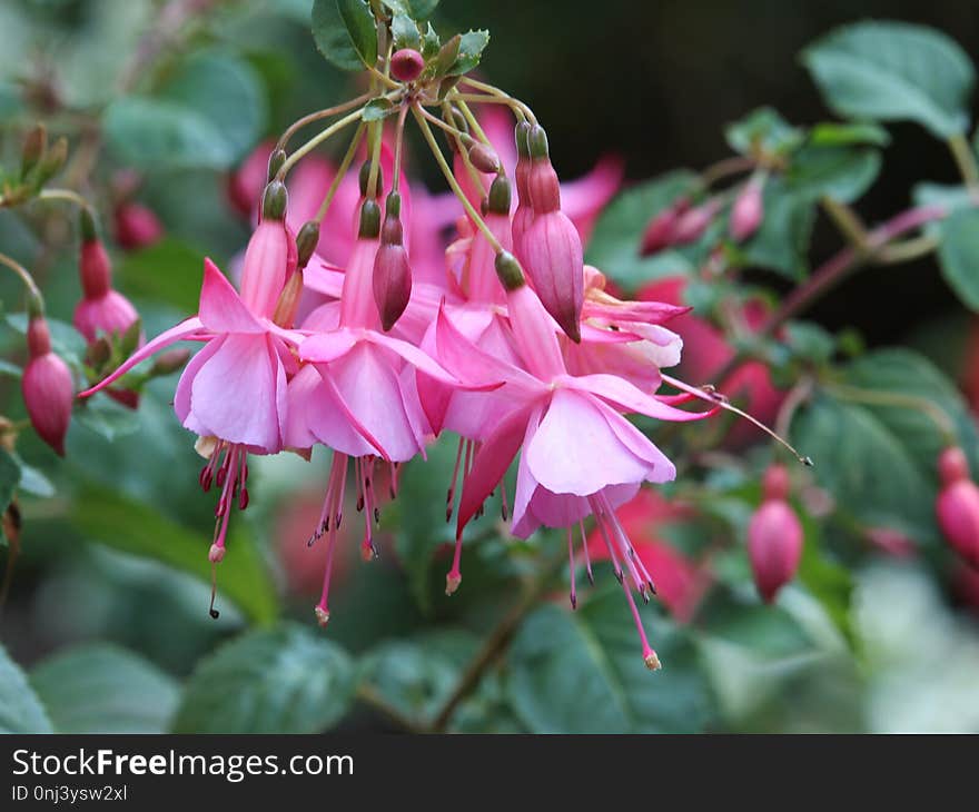 Plant, Flower, Flora, Flowering Plant