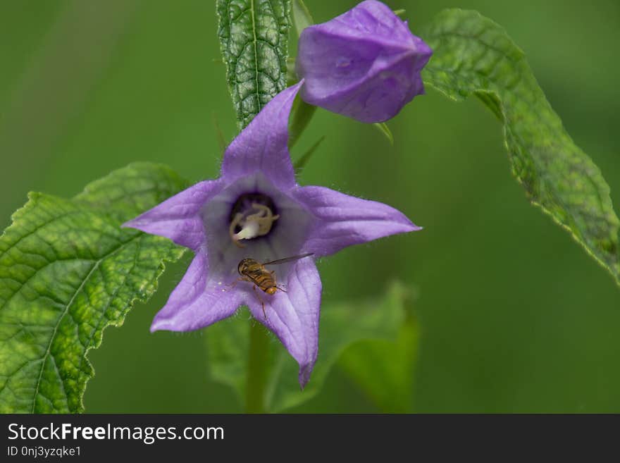 Flower, Flora, Plant, Bellflower Family