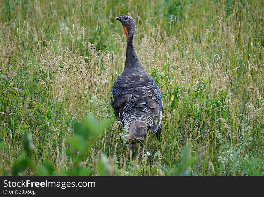 Bird, Wild Turkey, Galliformes, Fauna