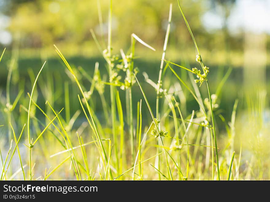 Grass, Flora, Grass Family, Plant