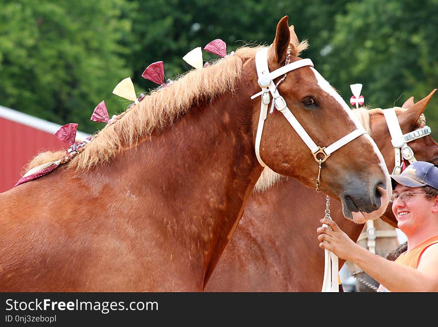 Horse, Halter, Rein, Bridle