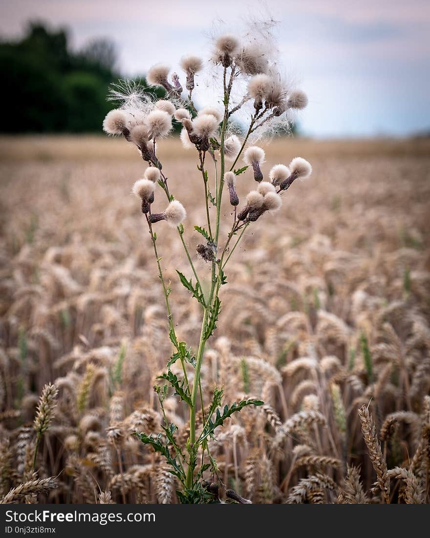 Plant, Flora, Grass Family, Flower