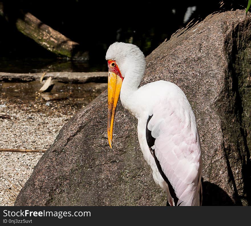 Beak, Bird, Fauna, Water Bird