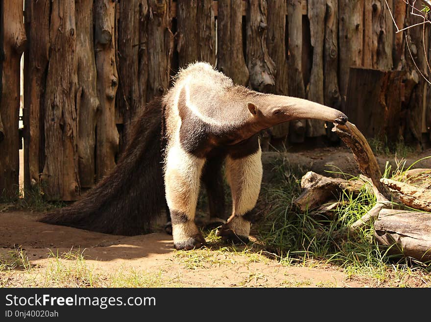 Fauna, Terrestrial Animal, Zoo, Anteater